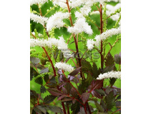 86,7���. �������� ���������(�������� ���� �� 2 ��., ����������� ����� 1��.).jpg