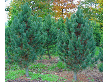 424,6���. ����� Pinus cembra Glauca (������ 1,5�)