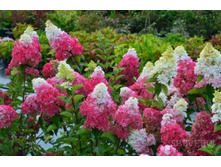 ��������� ����������� ����� ������ �9-313.jpg