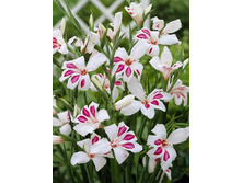 13,26���. ��������� ����� ����� (nanus)(���������� ������ ������ ���������� �� 10 ��.).jpg