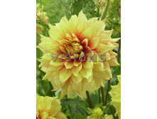 81,8���. �������� �������� ���(�������� ���� �� 1 ��., ����������� ����� 1��.)���16.jpg