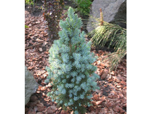 102,5���. ��� Picea glauca Sanders Blue_P9 15-20.jpg