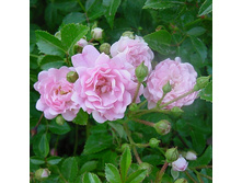 Rosa groundcover The Fairy.jpg