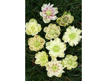 247,9���. �������� ������ ���������(�������� ���� �� 1 ��., ����������� ����� 1��.).jpg