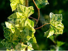 Hedera helix Profesor Seneta ���� ������������ ��������� ������ 2 ltr € 4,74 355,33�..jpg