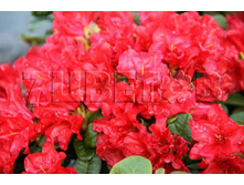 Rhododendron repens Scarlet Wonder ����������� �������� ������� ������ -22�C 5 ltr 25-35 € 16,37 1 228,05�..jpg