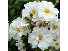 Rosa groundcover Schneekönigin.jpg