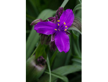 Tradescantia andersoniana Concord Grape ������������ ������� ������� ���� € 0,77 56,21���..jpg