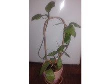 Hoya purpureofusca.jpg