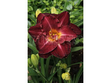 Hemerocallis Burgundy Love �������� �������� ��� € 1,97 143,81���..jpg