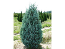 102,5���. ������������ Juniperus scopulorum Moonglow.jpg