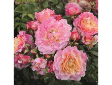 Rosa floribunda Country Girl.jpg