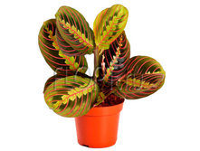 ������� �������� 12�30. 172,7 ���.jpg