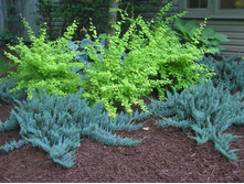 86,7���. ������������ Juniperus horizontalis Blue Chip.jpg