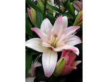 45,02���. ����� ����� ����(��� 5 ��. ���������� �� 2��.).jpg