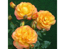 Rosa park Sahara.jpg