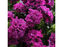 �.��������, ��������� ������� ���� ������ ��������. ���� �����.jpg