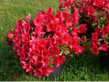 ������ ��������-136