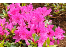 Azalea japonica Blaue Donau ������ �������� ���� ����� -22�C 2 ltr 12-18 € 7,25 543,77�..jpg