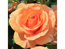 Rosa floribunda Bengali.jpg