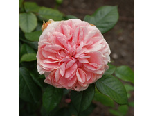 Rosa tea hybrid Aphrodite.jpg