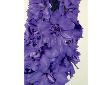 Delphinium elatum Indigo Indulgence ���������� ������� ������ ���������� € 2,87 209,51���..jpg