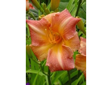 43,4���. �������� ��������� ��������(�������� ���� �� 2 ��., ����������� ����� 1��.)���16.jpg