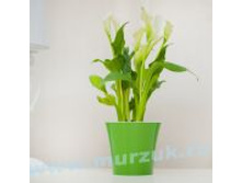 Kashpo pod tsvetyi Arte s sistemoy avtopoliva (zeleno-beloe) 5 litrov2.jpg