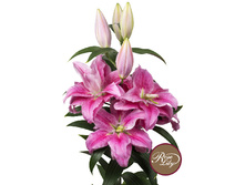 57,68���. ����� ROSELILY �����(�������� ���� �� 5 ��., ����������� ����� 1��.)���17.jpg