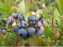 Vaccinium corymbosum Goldtraube �������� ������������ ���������� -22�C 2,5 ltr 30-40 € 6,36 477,17�..jpg