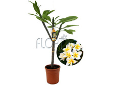 �������� ����� 14�60. 439,95 ���.jpg