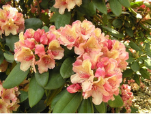 ����������� ��������-301