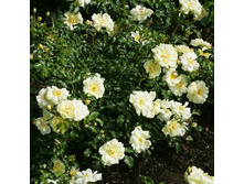 Rosa groundcover Sunny Rose.jpg