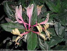 Lonicera japonica Purpurea ��������� �������� �������� 2 ltr € 4,95 371,08�..jpg