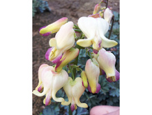 251,1���. �������� ��� �����(�������� ���� �� 1 ��., ����������� ����� 1��.).jpg