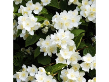 144���. �������� ��������.jpg