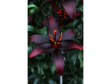 31,52���. ����� ���� �� ����(��� 5 ��. ���������� �� 2��.)���16.jpg