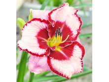 Hemerocallis Lies and Lipstick.jpg