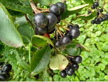 IMG 20160827 130146 HDR.jpg