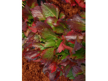 251,1���. �������� ���� �����(�������� ���� �� 1 ��., ����������� ����� 1��.)���16.jpg