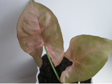 ��������� Regina