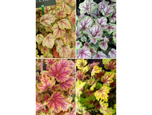 243,2���. ������� ������� Master Painter™(�������� ���� �� 1 ��., ����������� ����� 1��.).jpg