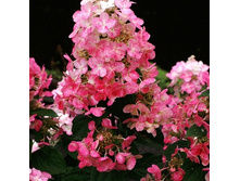 226���. ��������� ����������� �������� ����.jpg