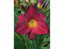 Hemerocallis Stella in Red �������� ������ �� ��� € 1,57 114,61���..jpg