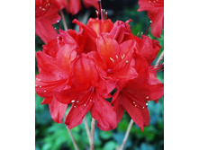 310���. ������ Knapp Hill ������ �������.jpg