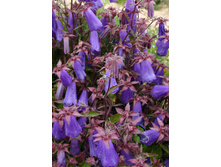 133,15���. ����������� �������(�������� ���� �� 2 ��., ����������� ����� 1��.).jpg