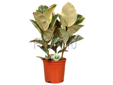 ����� ������ 3���. 19�65. 772,8 ���.jpg