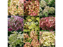 ��������� ����������� ������ ���� Rencolor �9-313�.jpg