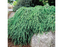 122,3���. ����� Tsuga canadensis Coles Prostrate_P9 10-15.jpg