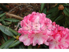 Rhododendron yakushimanum Barmstedt ����������� ������������ ��������� -23�C 10 ltr 30-40 € 38,57 2 892,95�..jpg